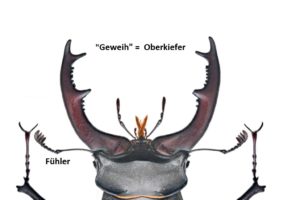 Hirschkäfermännchen Lucanus cervus – Kopf