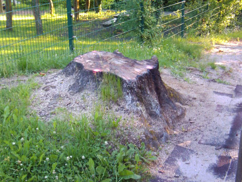 Baumstumpf im Kindergarten