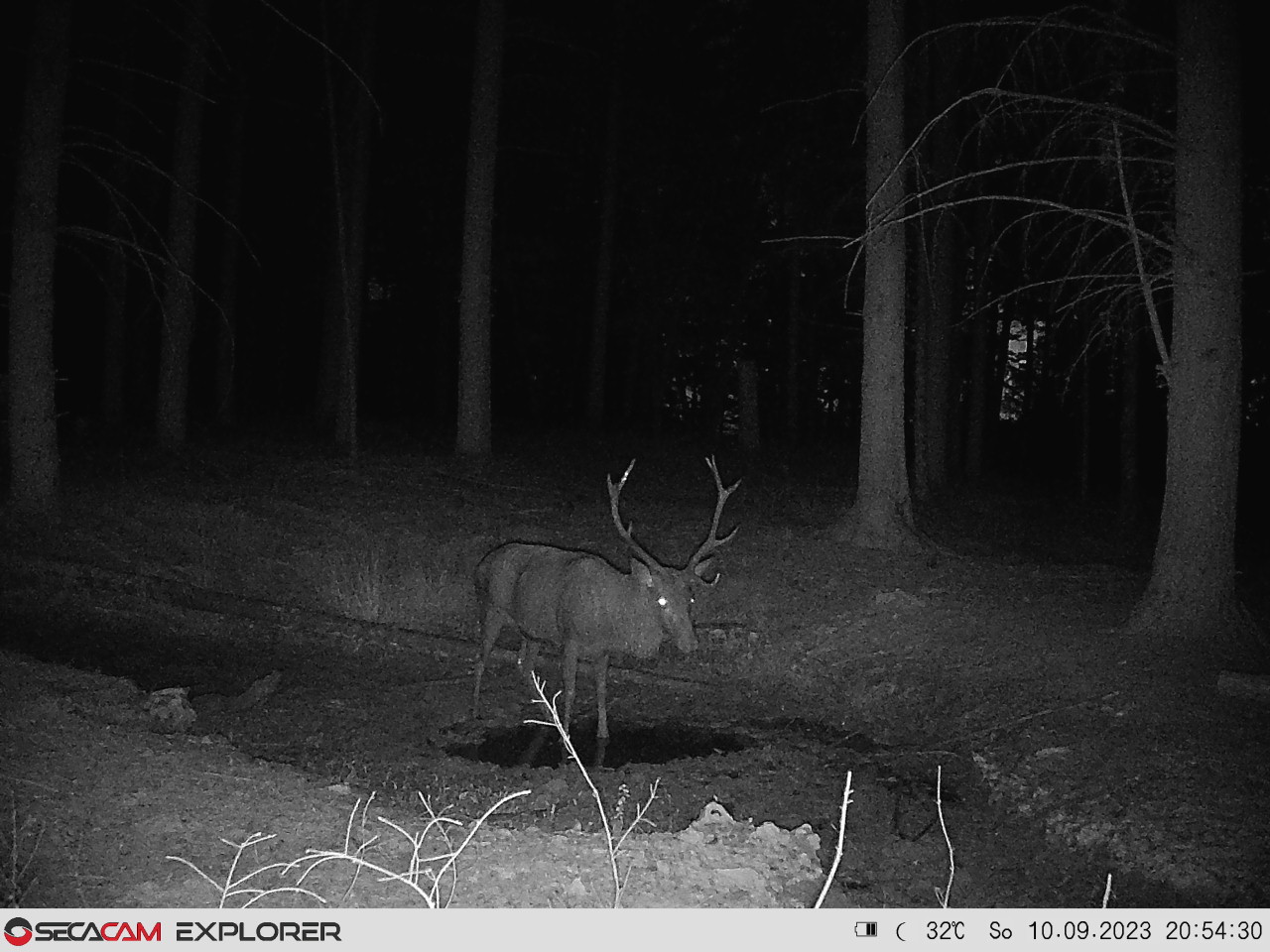 Foto eines Hirschs im nachts im Wald