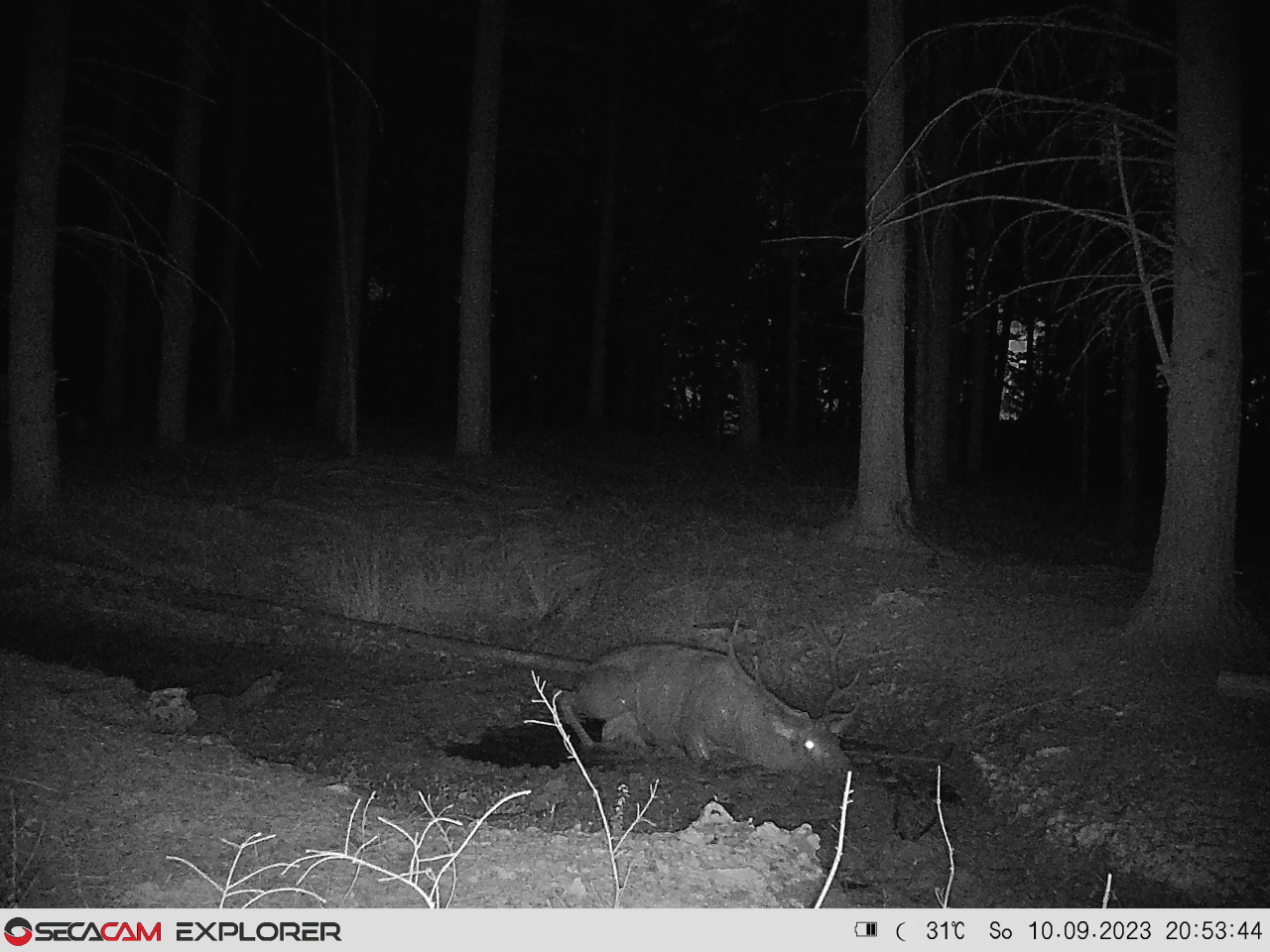 Foto eines liegendes Hirschs im Wald