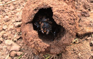 Blick in eine Erdhülle, bei Gartenarbeiten beschädigt